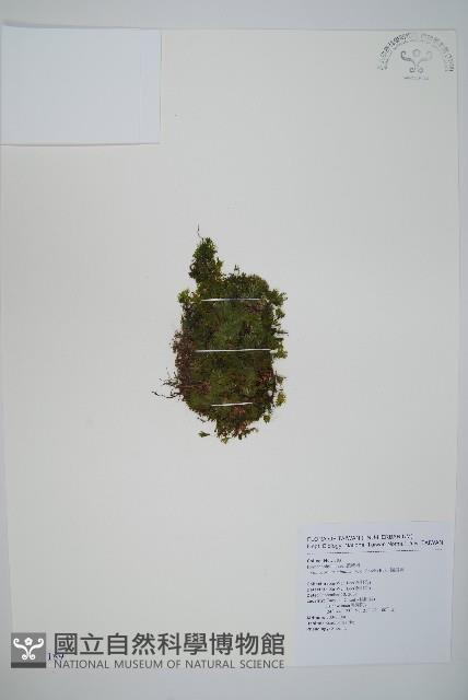 團扇蕨藏品圖，第1張