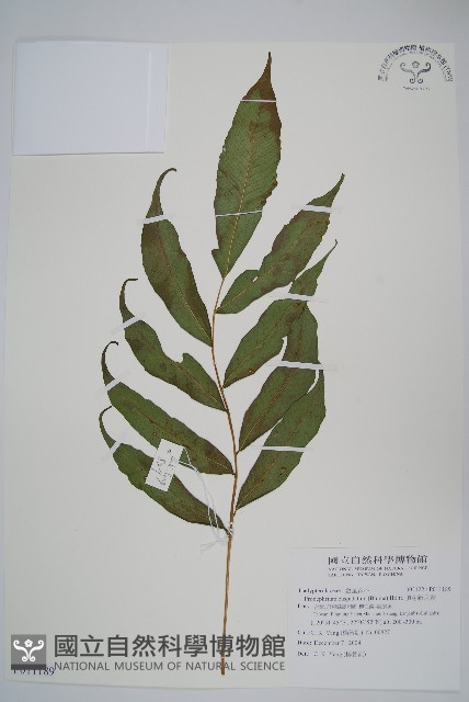 頂芽新月蕨藏品圖，第1張