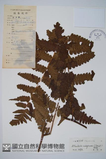 長果短腸蕨藏品圖，第1張