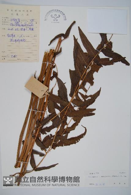 菜蕨藏品圖，第1張