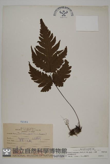 陰地三叉蕨藏品圖，第1張