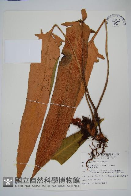 盧山石葦藏品圖，第1張