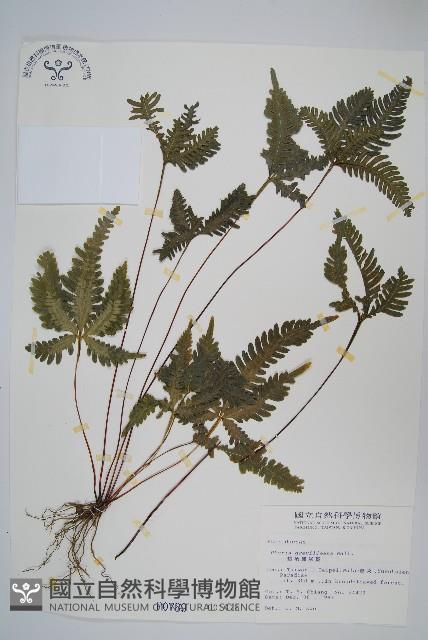 翅柄鳳尾蕨藏品圖，第1張