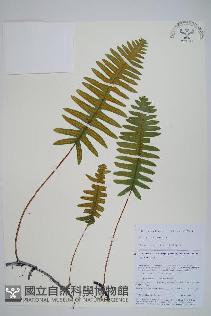 多足蕨藏品圖，第1張