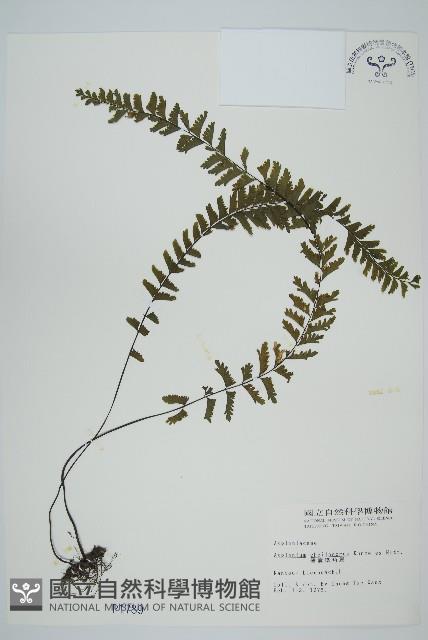 薄葉孔雀鐵角蕨、邊孢鐵角蕨藏品圖，第1張