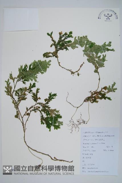 生根卷柏藏品圖，第1張