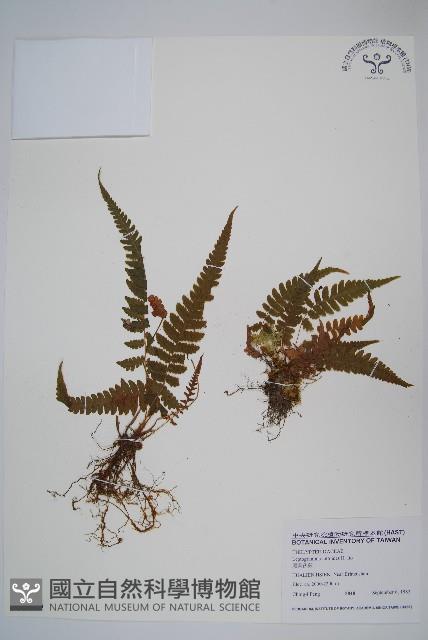 尾葉茯蕨藏品圖，第1張