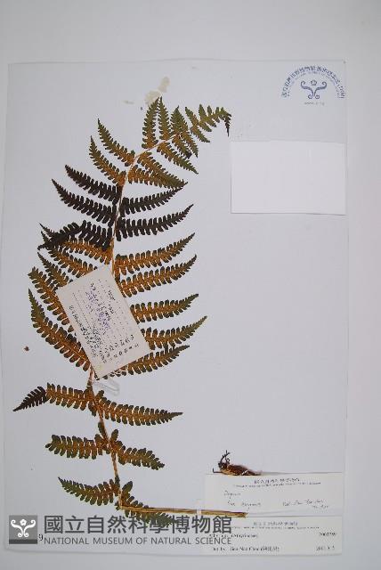 登錄號:P003789藏品圖，第1張