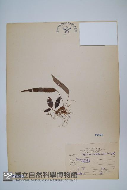 三葉茀蕨藏品圖，第1張