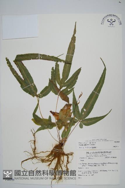 大葉鳳尾蕨藏品圖，第1張