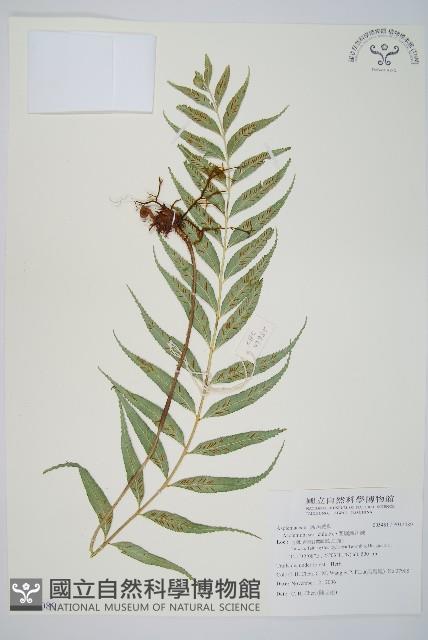 蘭嶼鐵角蕨藏品圖，第1張