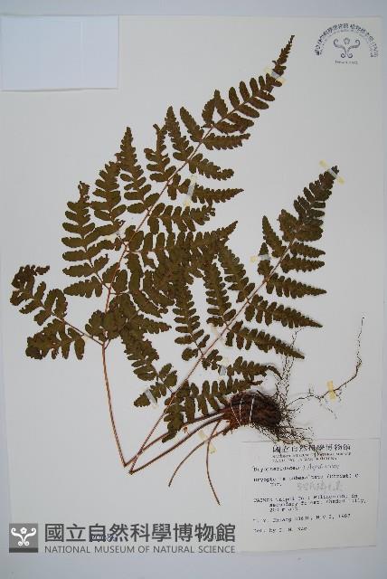 早田氏鱗毛蕨藏品圖，第1張