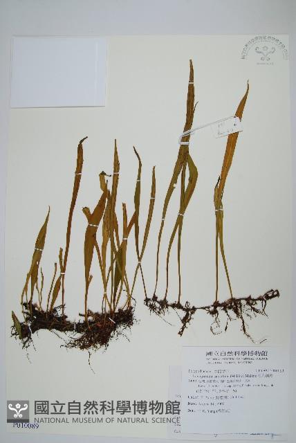 柳葉劍蕨藏品圖，第1張