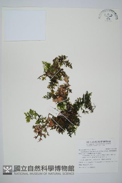 圓唇假脈蕨藏品圖，第1張