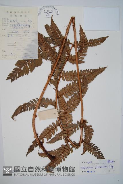 登錄號:P005089藏品圖，第1張