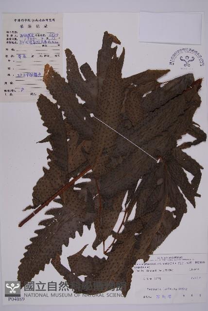 蛇脈三叉蕨藏品圖，第1張