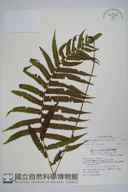 密毛毛蕨藏品圖，第1張