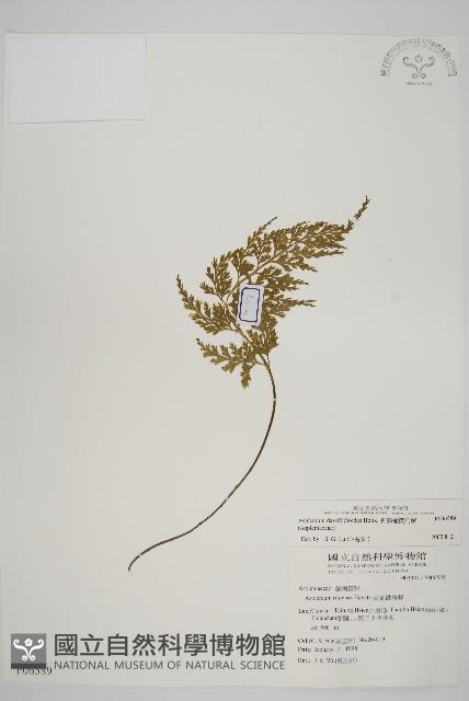 骨碎補鐵角蕨藏品圖，第1張