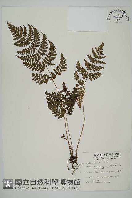 早田氏鱗毛蕨藏品圖，第1張