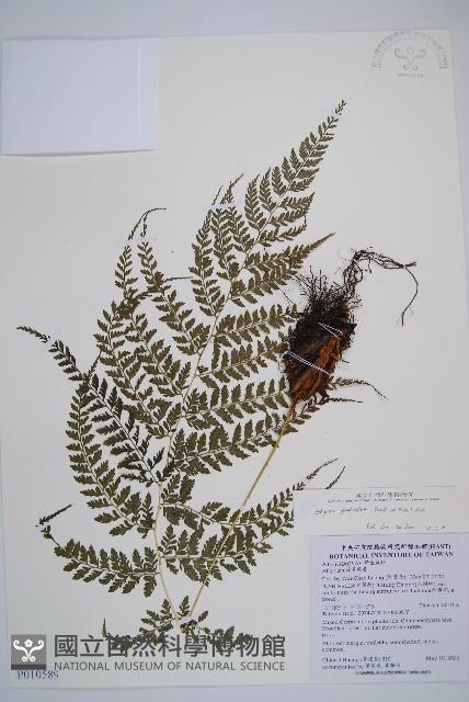 三回蹄蓋蕨藏品圖，第1張