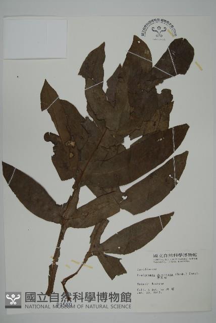 翅柄三叉蕨藏品圖，第1張