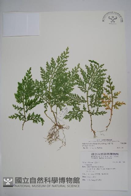 異葉卷柏藏品圖，第1張