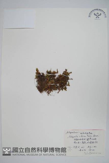 西伯利亞卷柏藏品圖，第1張