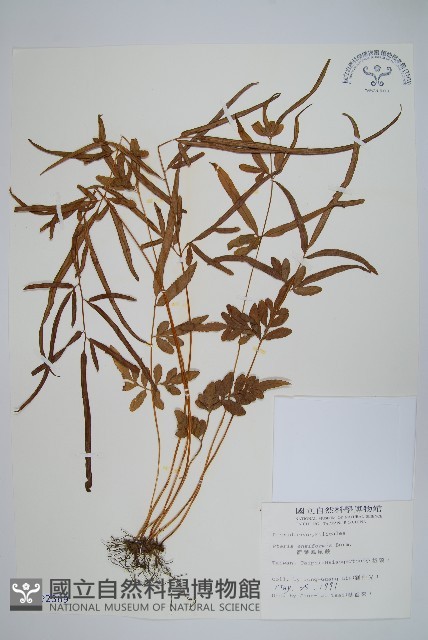 箭葉鳳尾蕨藏品圖，第1張