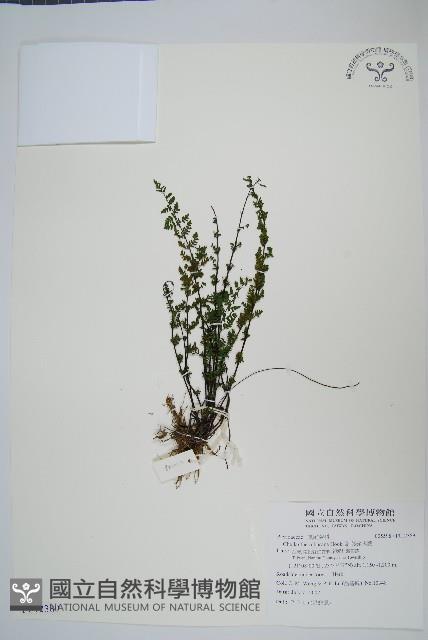 細葉碎米蕨藏品圖，第1張