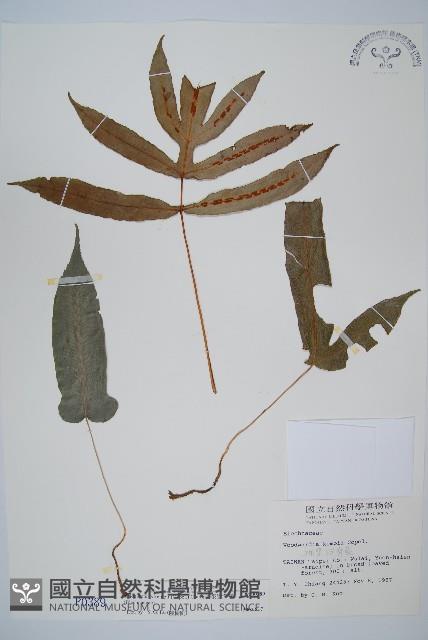 裂羽崇澍蕨藏品圖，第1張