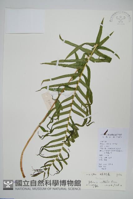 鱗蓋鳳尾蕨藏品圖，第1張