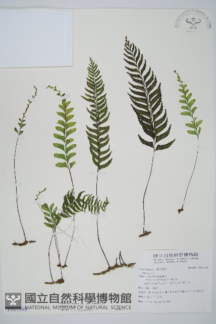 單邊鐵角蕨藏品圖，第1張