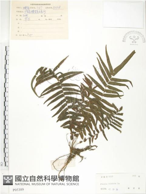 Chinese brake Collection Image