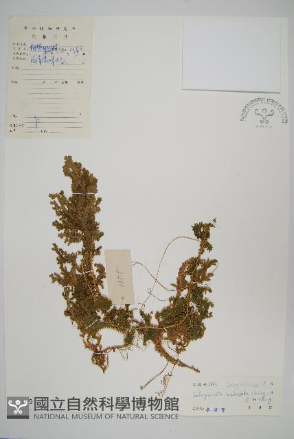 糙葉卷柏藏品圖，第1張