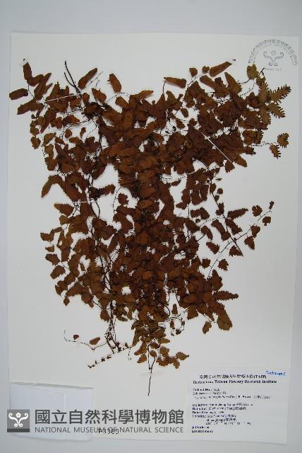 小葉海金沙藏品圖，第1張