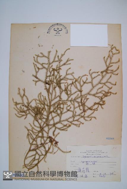 過山龍藏品圖，第1張