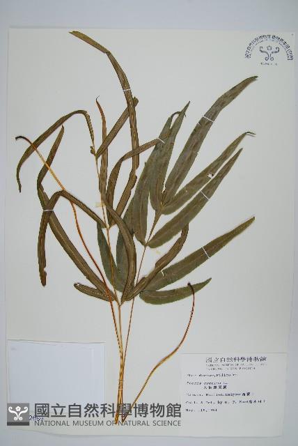 大葉鳳尾蕨藏品圖，第1張