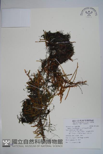 絨毛石葦藏品圖，第1張