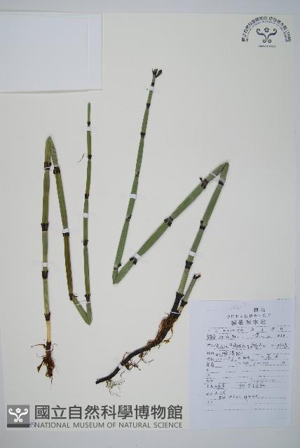 大木賊藏品圖，第1張