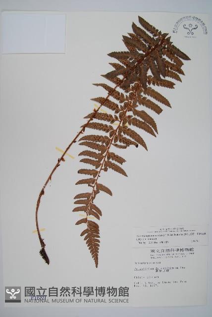 鐮葉耳蕨藏品圖，第1張