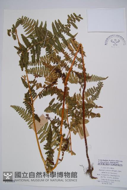 姬蕨藏品圖，第1張