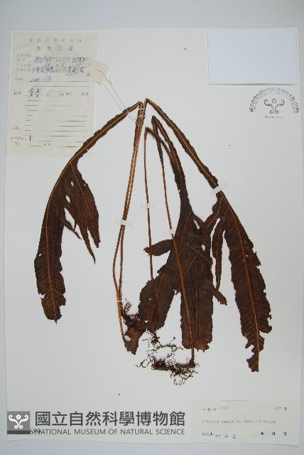 胃葉線蕨藏品圖，第1張