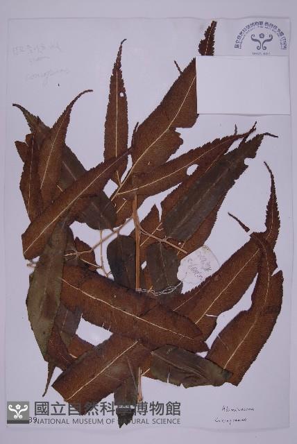 登錄號:P003689藏品圖，第1張