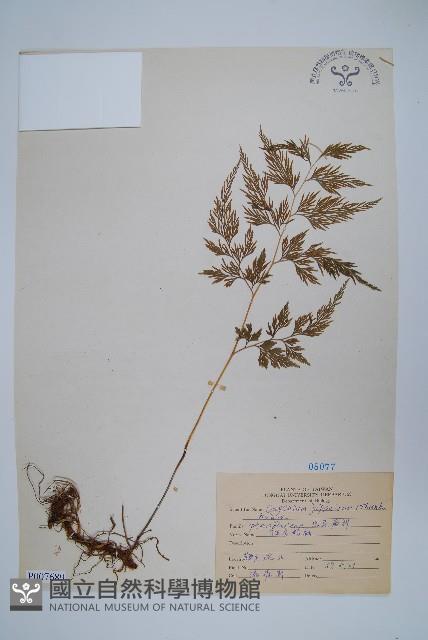 日本金粉蕨藏品圖，第1張