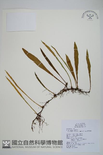 柳葉劍蕨藏品圖，第1張