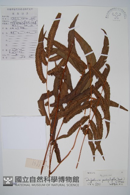 柄葉鱗毛蕨藏品圖，第1張