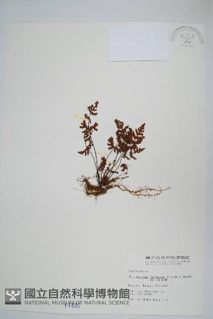 深山粉背蕨藏品圖，第1張