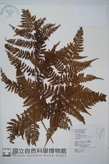 臺灣鱗毛蕨藏品圖，第1張