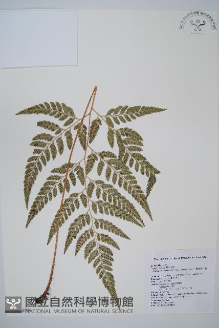 小葉複葉耳蕨藏品圖，第1張