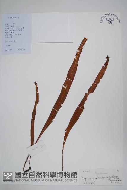 粵瓦葦藏品圖，第1張